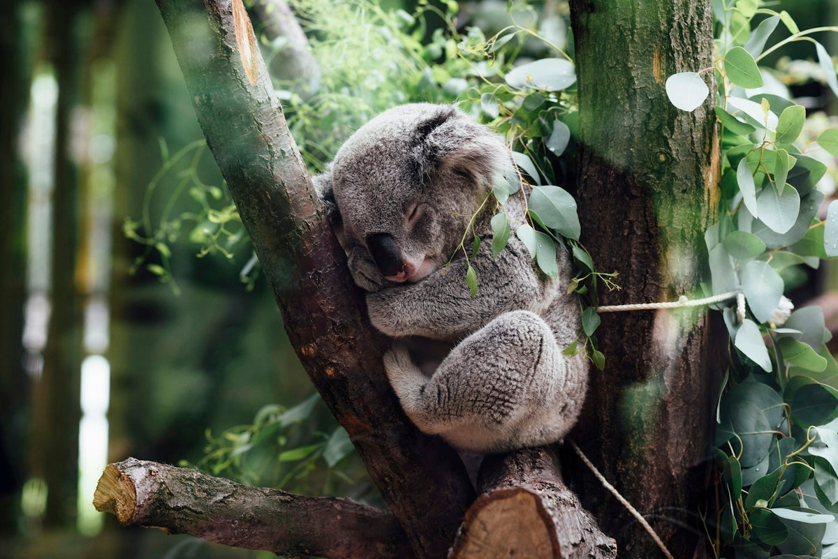 A real koala sleeping on a tree branch. Photo: Jordan Whitt on Unsplash
