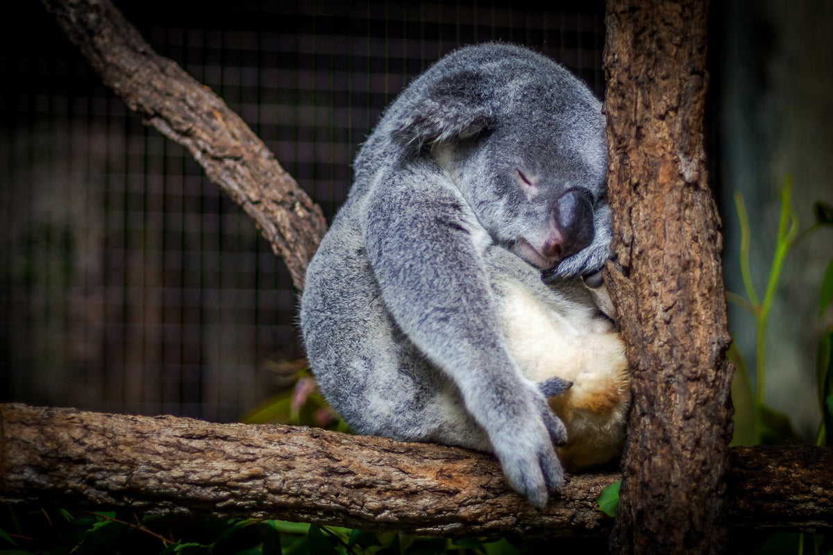 A real koala asleep in a tree (photo: Cris Saur, Unsplash)